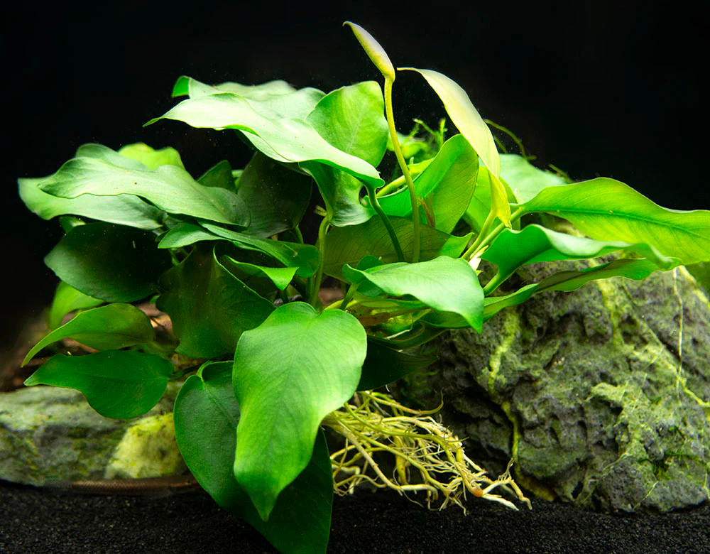 Anubias nana (Anubias barteri var. “nana”) - Bare Root, EXTRA LARGE - Nestor' Aquariums & Pets