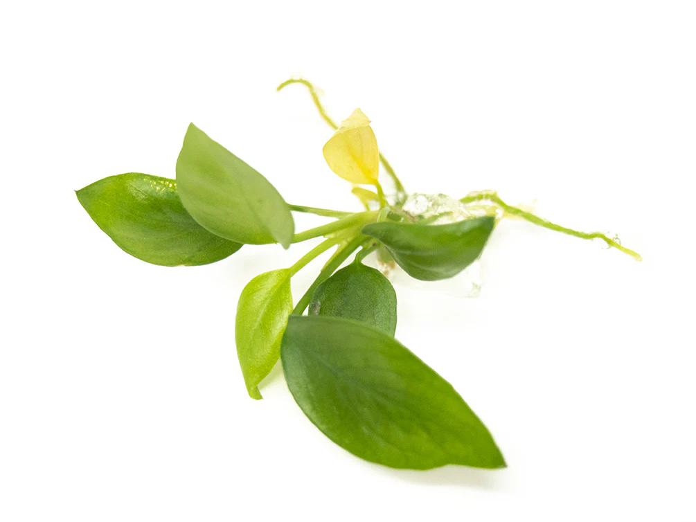 Anubias hastifolia Tissue Culture - Nestor' Aquariums & Pets
