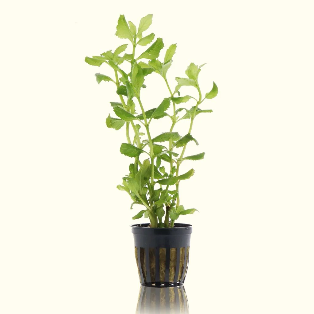 Water Wisteria - Nestor' Aquariums & Pets