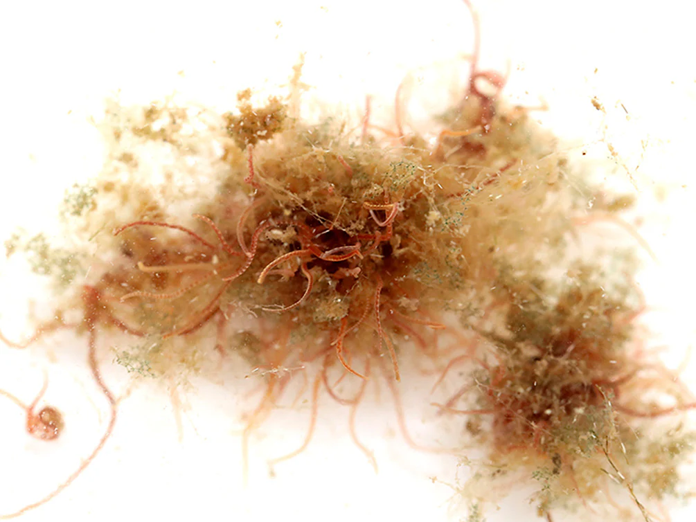 Live Tubifex Worms (Tubifex tubifex) – Aquatic Arts - Nestor' Aquariums & Pets