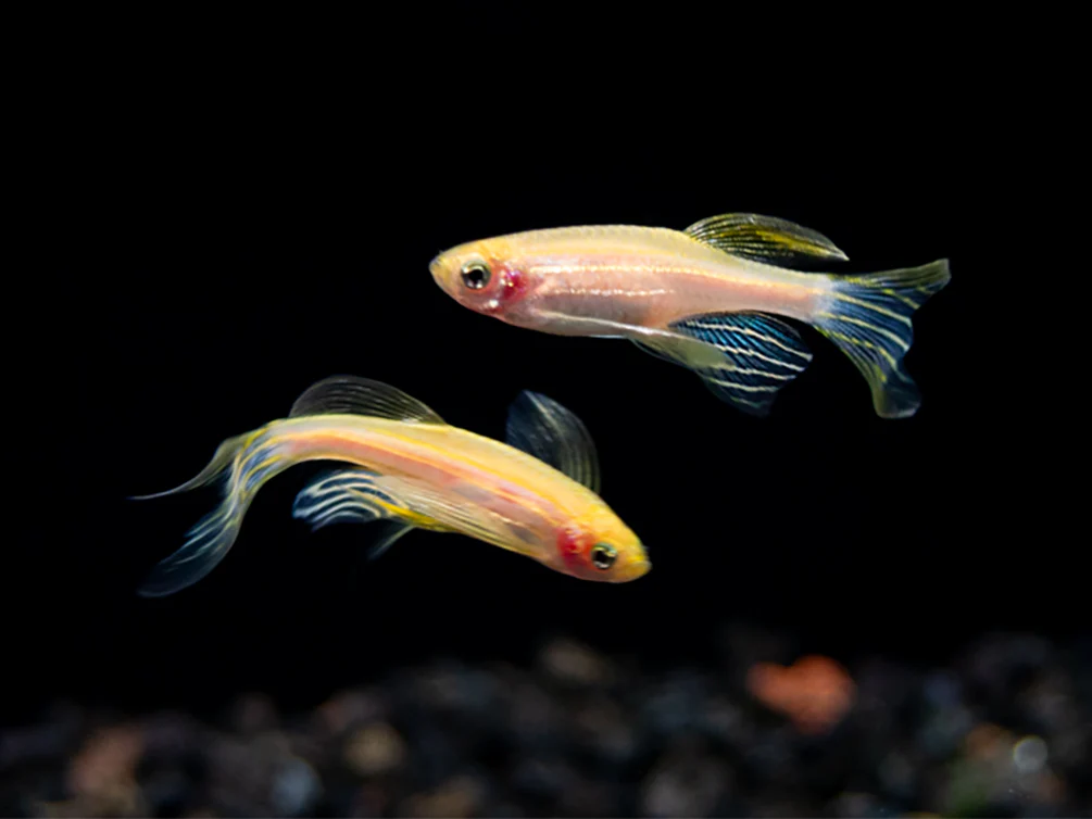Longfin Golden Zebra Danio (Brachydanio rerio) - Tank Bred - Nestor' Aquariums & Pets