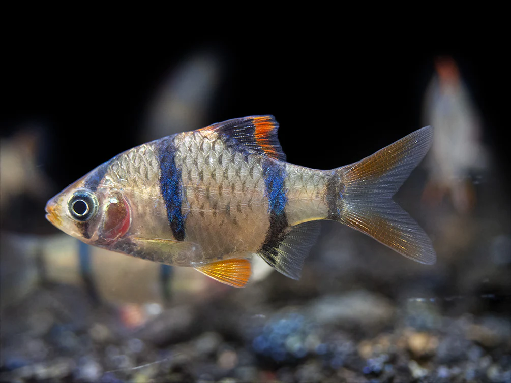 Tiger Barb (Puntigrus tetrazona), Tank-Bred - Nestor' Aquariums & Pets