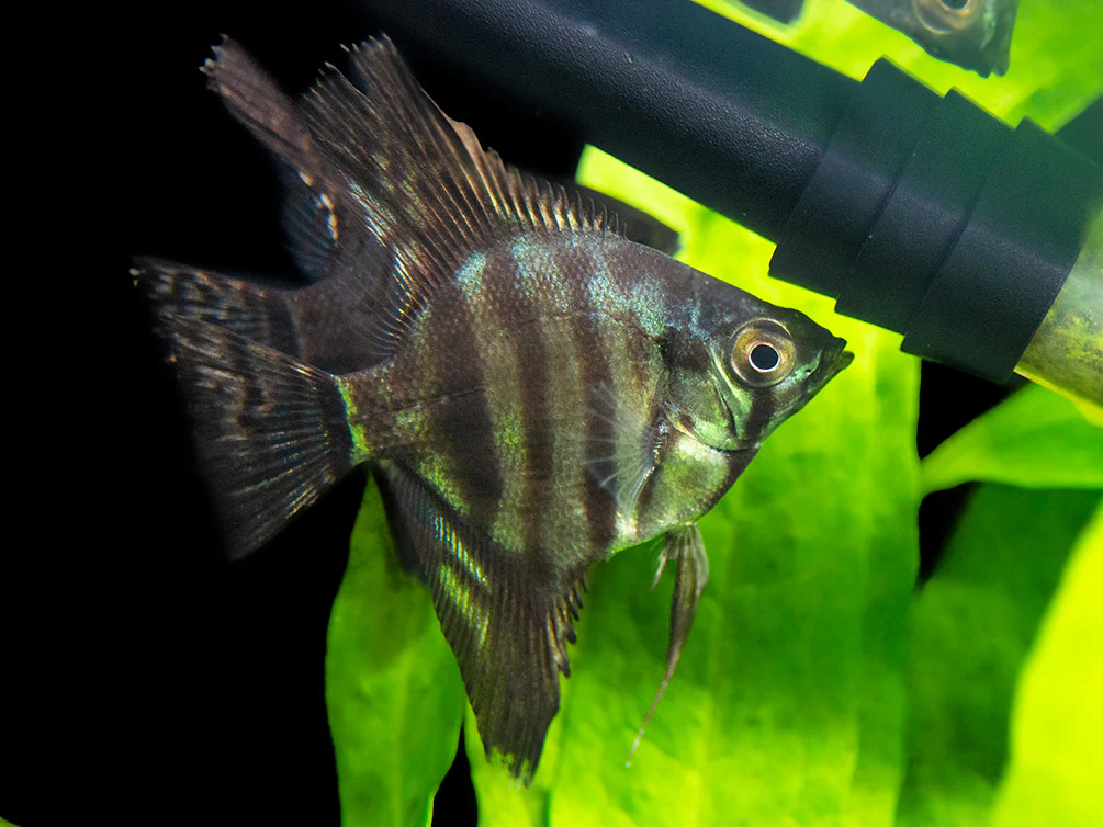 Black Zebra Angelfish (Pterophyllum scalare) - TANK-BRED! - Nestor' Aquariums & Pets