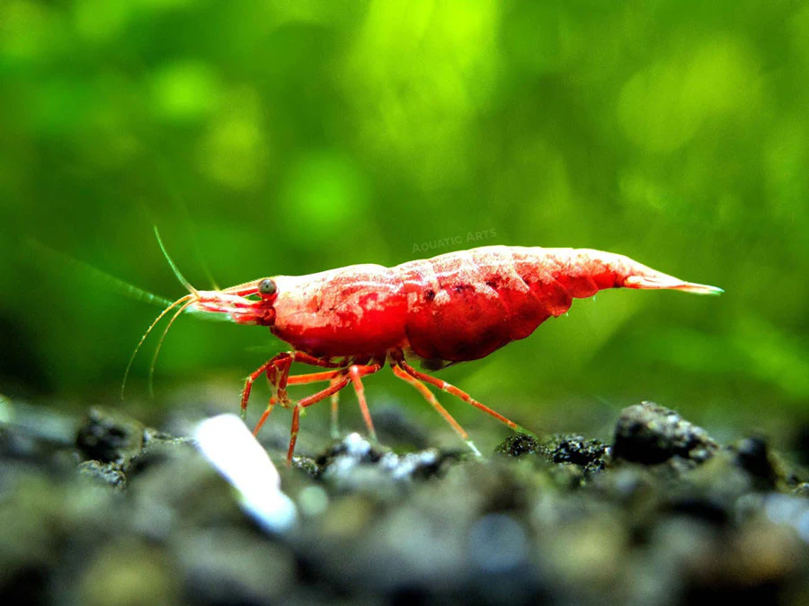 Painted Fire Red Cherry Shrimp Breeder Combo Box - Nestor' Aquariums & Pets