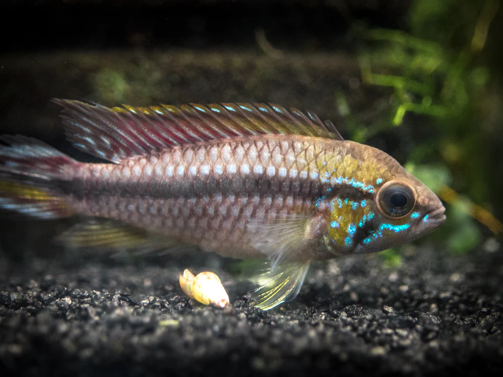 Alenquer Agassizi's Dwarf Cichlid (Apistogramma cf. agassizii) - Tank-Bred! - Nestor' Aquariums & Pets