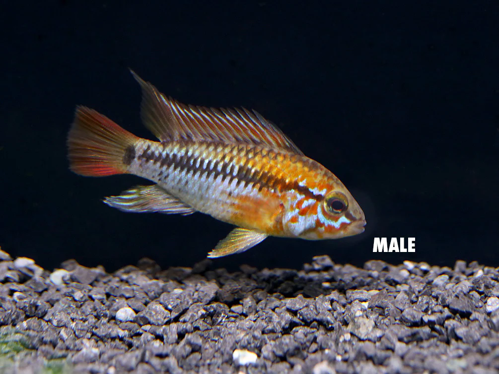 Viejita Dwarf Cichlid (Apistogramma viejita) - Tank Bred! - Nestor' Aquariums & Pets