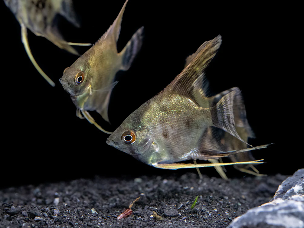 Leopard Angelfish (Pterophyllum scalare), TANK-BRED! - Nestor' Aquariums & Pets