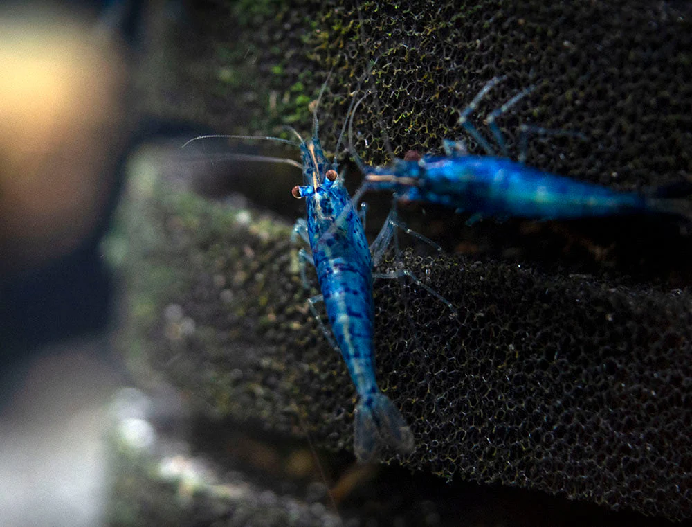 Dream Blue Velvet Shrimp Breeder Combo Box - Nestor' Aquariums & Pets
