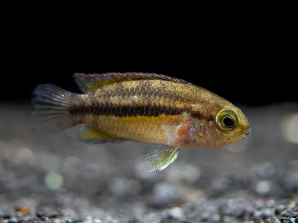 Golden Dwarf Cichlid (Nannacara anomala), - Tank Bred - Nestor' Aquariums & Pets