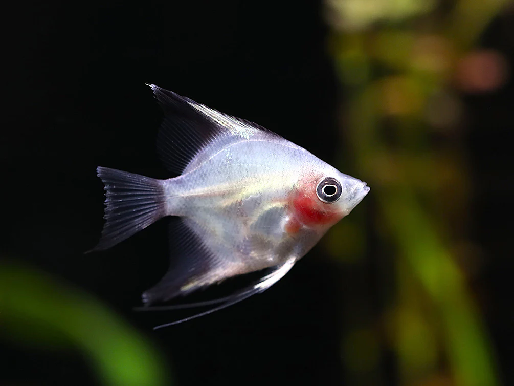 Blushing Blue Ghost Angelfish (Pterophyllum scalare) – Tank Bred - Nestor' Aquariums & Pets