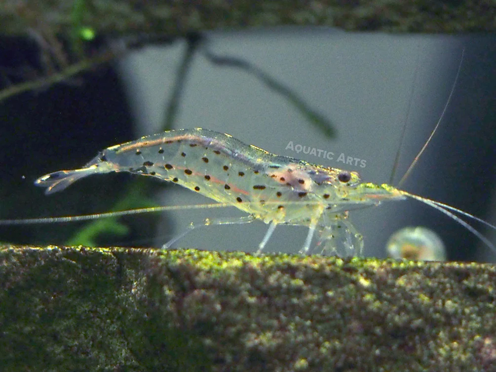 Amano AKA Yamato Shrimp (Caridina multidentata) - Nestor' Aquariums & Pets