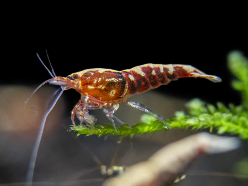 Red Galaxy Pinto Shrimp (Caridina cantonensis, A Grade), Tank-Bred - Nestor' Aquariums & Pets