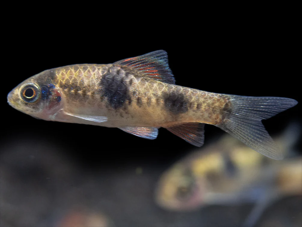Red Panda AKA Melon Barb (Haludaria fasciata), Tank-Bred - Nestor' Aquariums & Pets