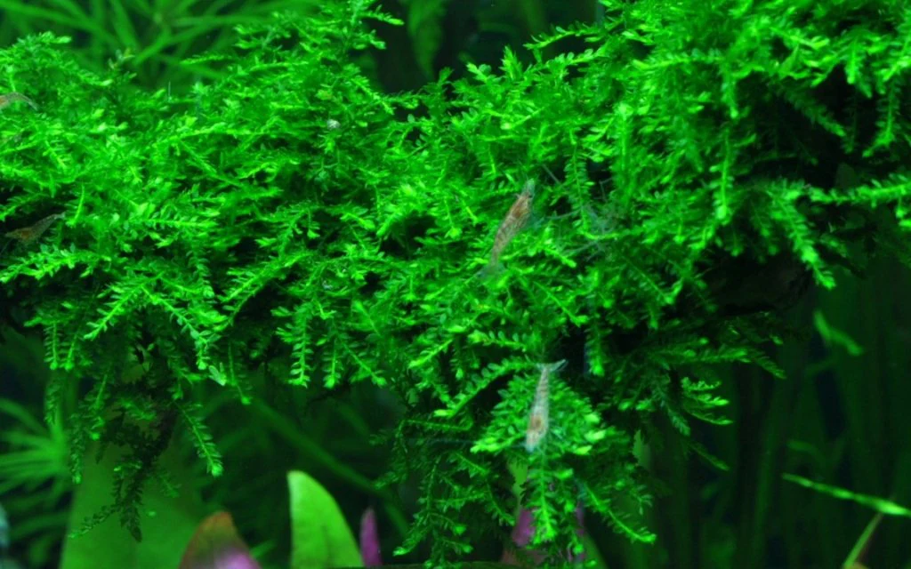 Vesicularia ferriei 'Weeping Moss' Tissue Culture - Nestor' Aquariums & Pets
