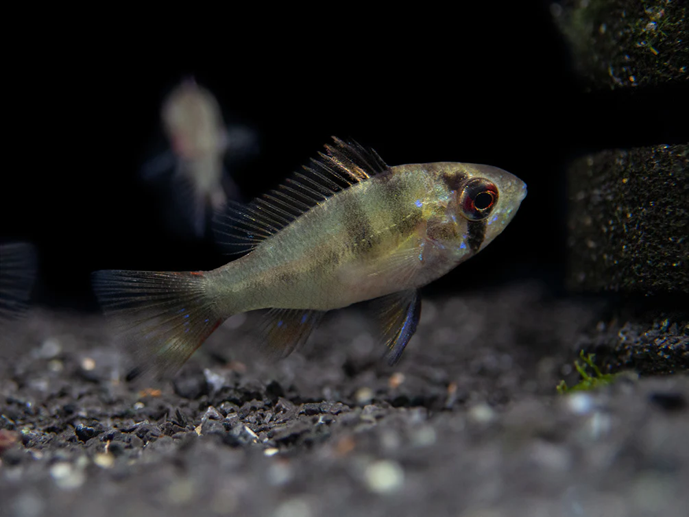 German Blue Ram Dwarf Cichlid (Mikrogeophagus ramirezi) - Tank-Bred! - Nestor' Aquariums & Pets