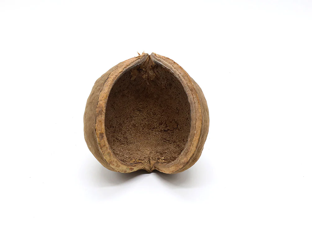 Aquatic Arts Buddha / Nut Pods — Dried Botanicals - Nestor' Aquariums & Pets