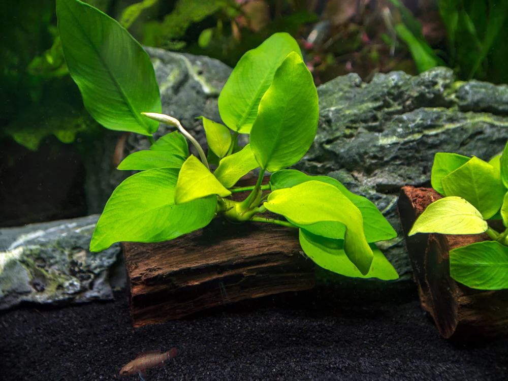 Golden Anubias Nana (Anubias barteri var. “Golden Nana”) on 3+ inch Driftwood - Nestor' Aquariums & Pets