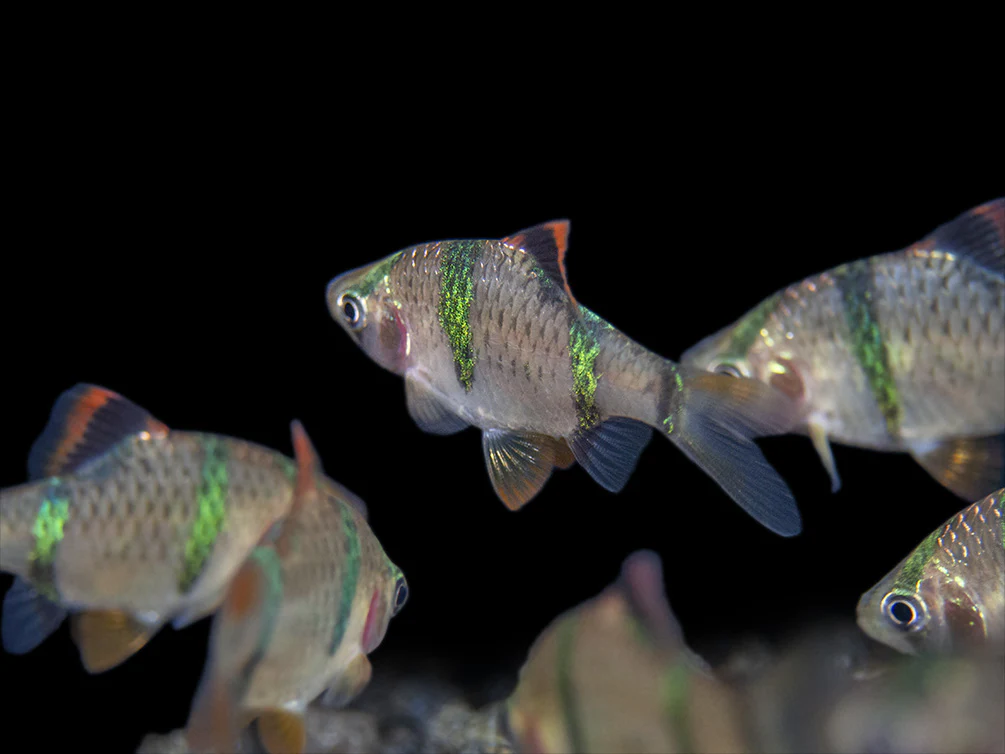Tiger Barb (Puntigrus tetrazona), Tank-Bred - Nestor' Aquariums & Pets