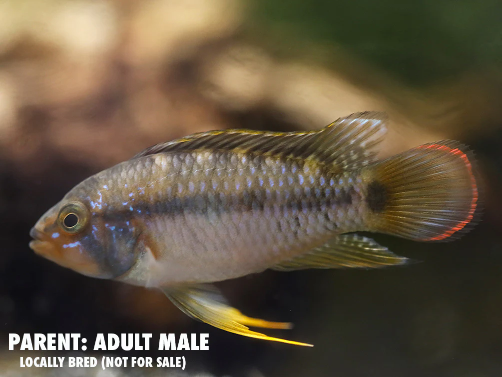 Panda Dwarf Cichlid (Apistogramma nijsseni) - Nestor' Aquariums & Pets