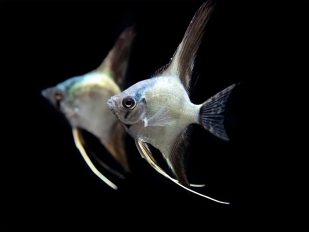 Avatar Turkey Green Angelfish (Pterophyllum scalare 
