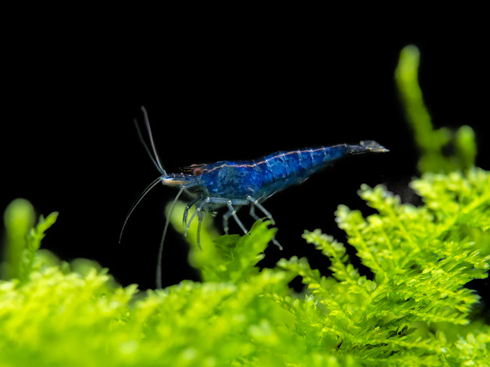 Blue Rili Shrimp (Neocaridina davidi), Tank-Bred - Nestor' Aquariums & Pets