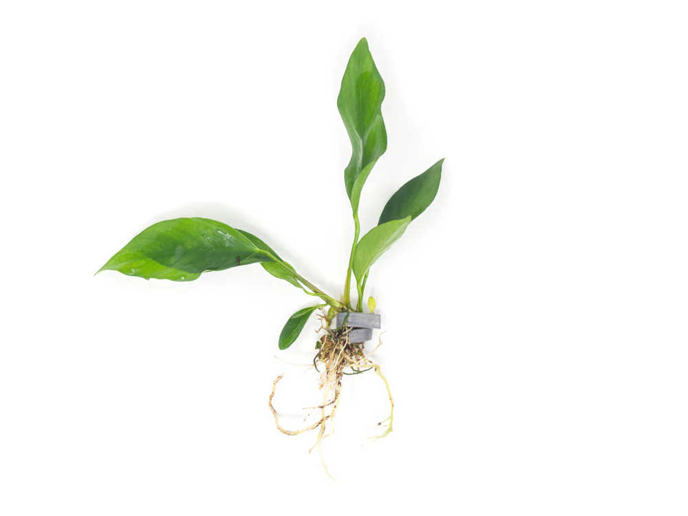Anubias Nangi (Anubias barteri 