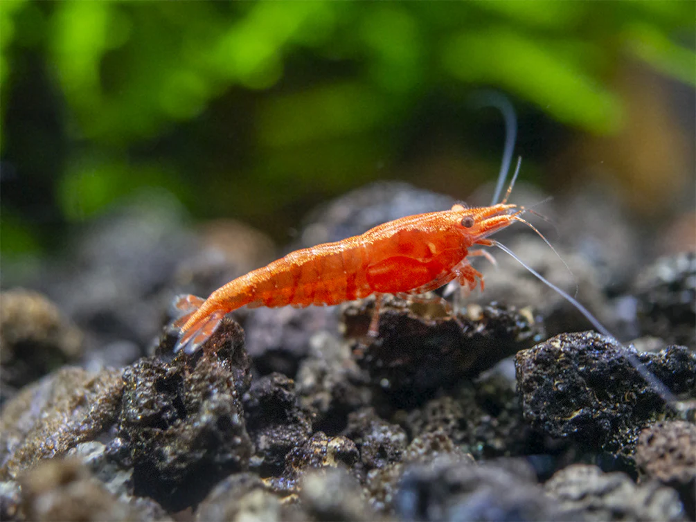 Sakura Red Cherry Shrimp Breeder Combo Box - Nestor' Aquariums & Pets