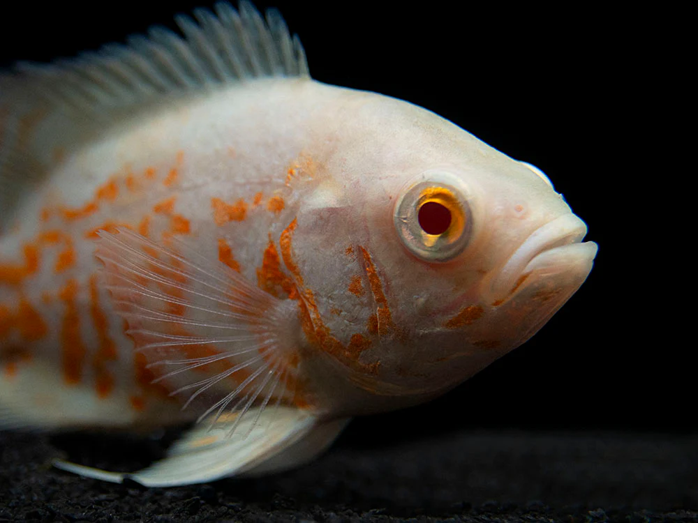 Albino Tiger Oscar (Astronotus ocellatus), Tank-Bred - Nestor' Aquariums & Pets