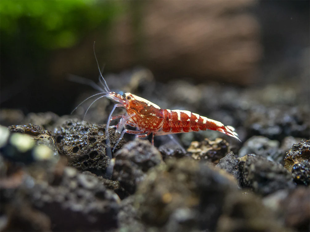 Red Galaxy Pinto Shrimp (Caridina cantonensis, A Grade), Tank-Bred - Nestor' Aquariums & Pets