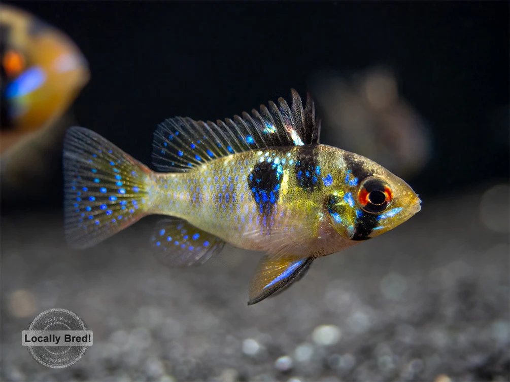German Blue Ram Dwarf Cichlid (Mikrogeophagus ramirezi) - LOCALLY BRED!!! - Nestor' Aquariums & Pets