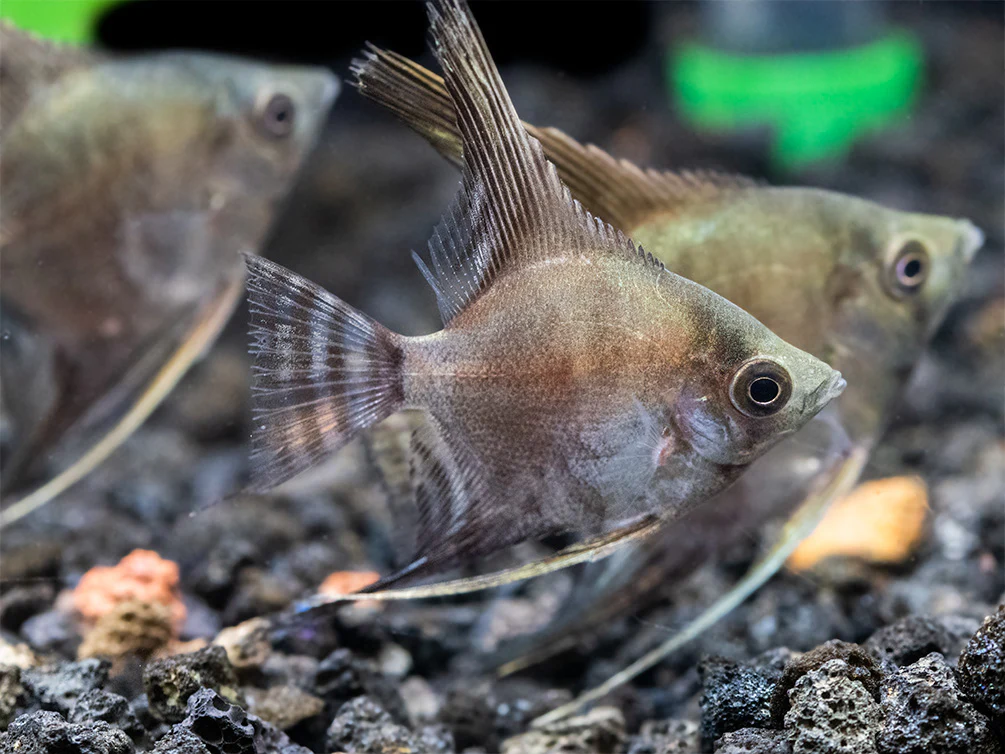 Philippine Blue Smokey Angelfish (Pterophyllum scalare) - TANK-BRED! - Nestor' Aquariums & Pets