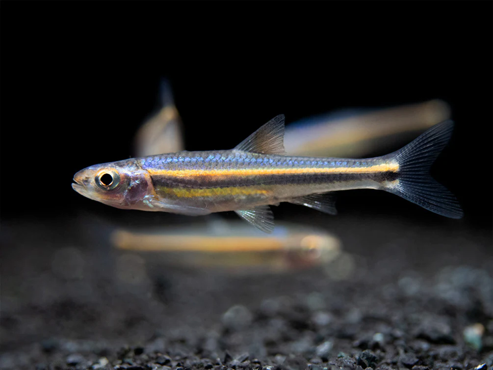 Rainbow Shiner (Notropsis chrosomus), Tank-Bred - Nestor' Aquariums & Pets