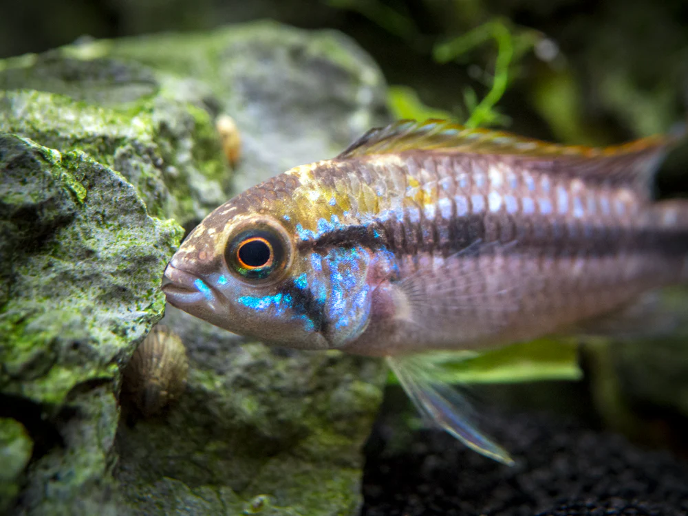 Alenquer Agassizi's Dwarf Cichlid (Apistogramma cf. agassizii) - Tank-Bred! - Nestor' Aquariums & Pets