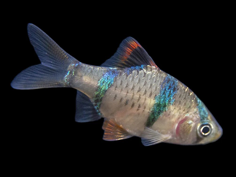 Tiger Barb (Puntigrus tetrazona), Tank-Bred - Nestor' Aquariums & Pets