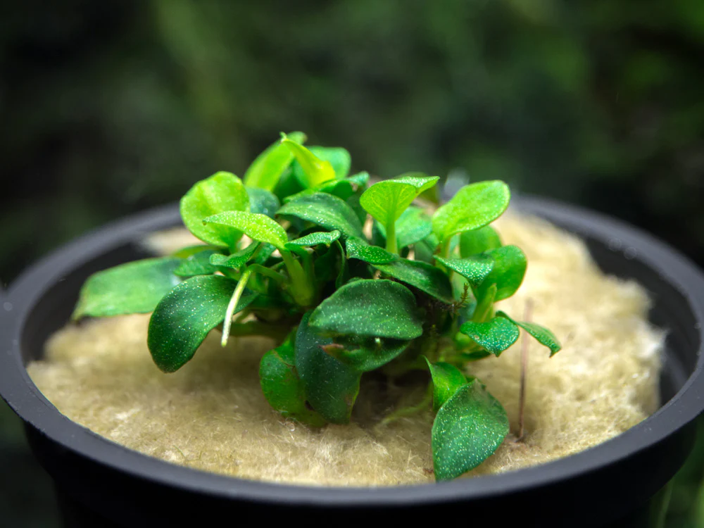Petite Anubias Nana (Anubias barteri var. “Petite Nana”), Bare Root - Nestor' Aquariums & Pets