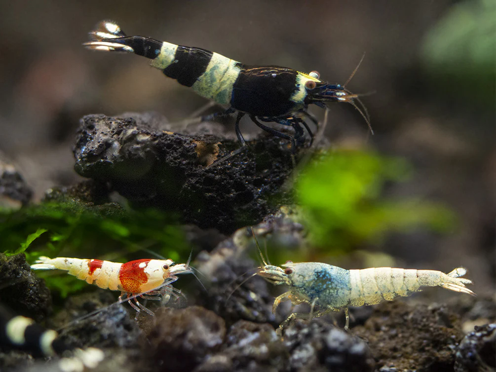 Assorted Caridina Shrimp (Caridina sp.), Tank-Bred - Nestor' Aquariums & Pets