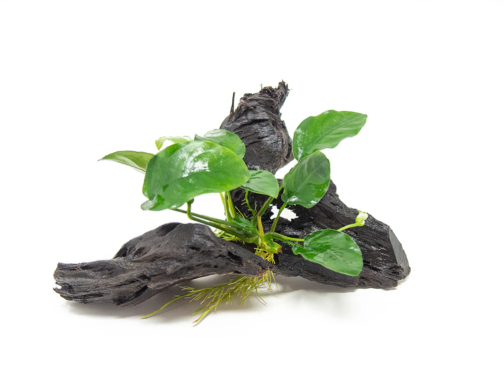 Anubias sp. on Driftwood - Nestor' Aquariums & Pets