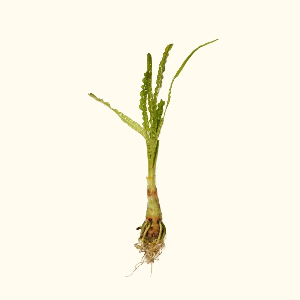 Crinum Calamistratum - Nestor' Aquariums & Pets