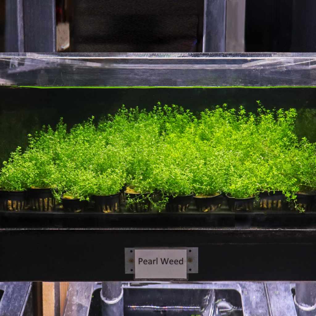 Pearl Weed - Nestor' Aquariums & Pets