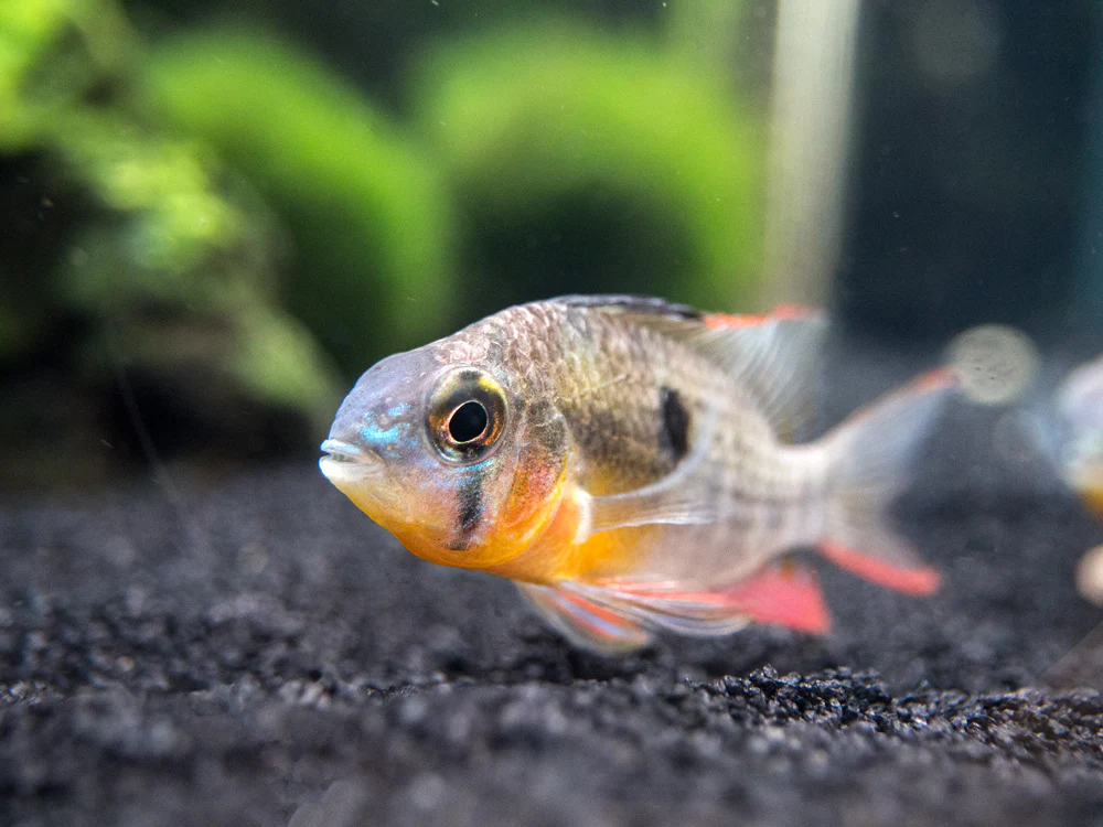 Bolivian Ram Dwarf Cichlid (Mikrogeophagus altispinosus), Tank-Bred - Nestor' Aquariums & Pets