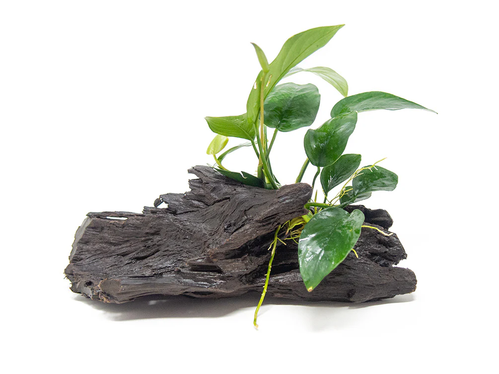 Anubias sp. on Driftwood - Nestor' Aquariums & Pets