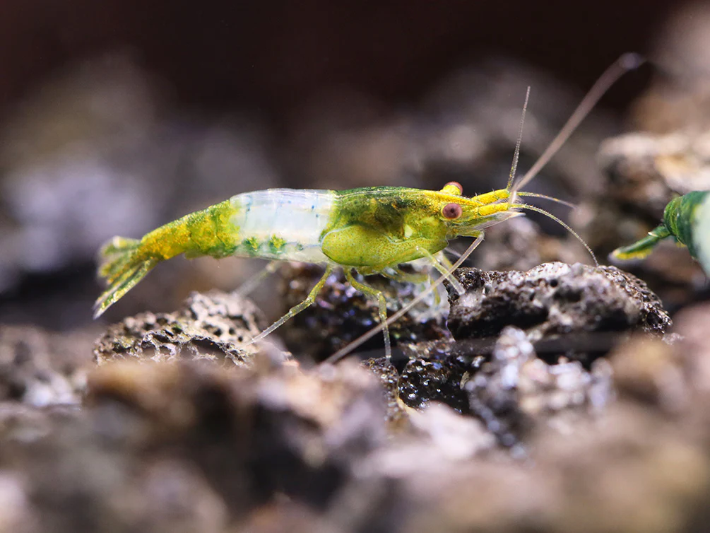 Green Rili Shrimp (Neocaridina davidi) - Tank Bred - Nestor' Aquariums & Pets