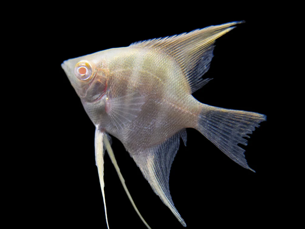 Albino Peruvian Altum Angelfish (Pterophyllum scalare 