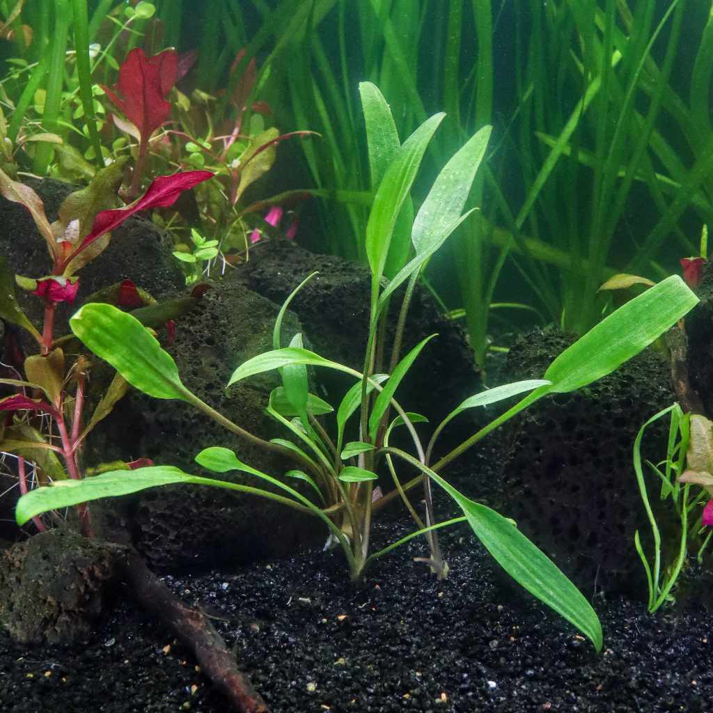 Cryptocoryne Lucens - Nestor' Aquariums & Pets