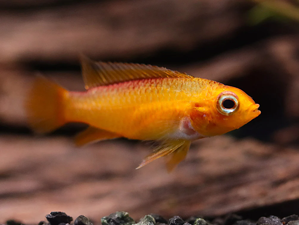 Gold Fire Red Agassizi's Dwarf Cichlid (Apistogramma cf. agassizii), Tank-Bred - Nestor' Aquariums & Pets