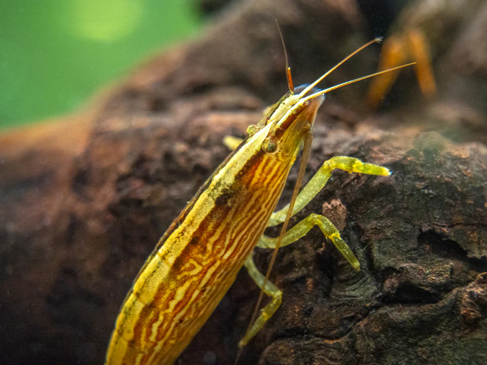 LARGE Bamboo Shrimp (Atyopsis spinipes) aka Singapore Flower Shrimp - Nestor' Aquariums & Pets
