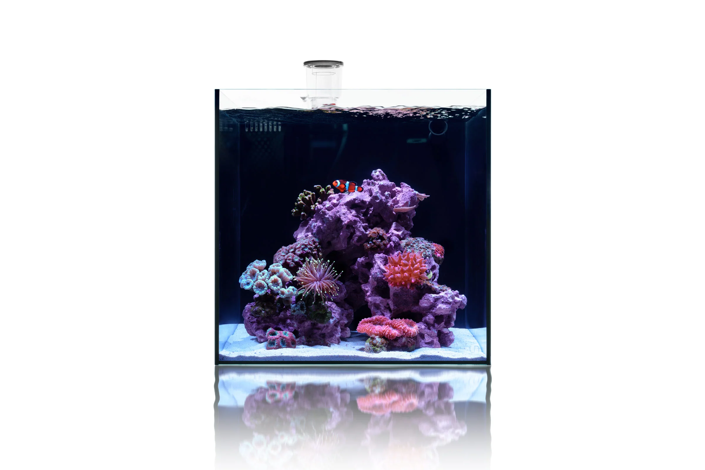 UNS Dual All-In-One Glass Aquarium Tank - Nestor' Aquariums & Pets