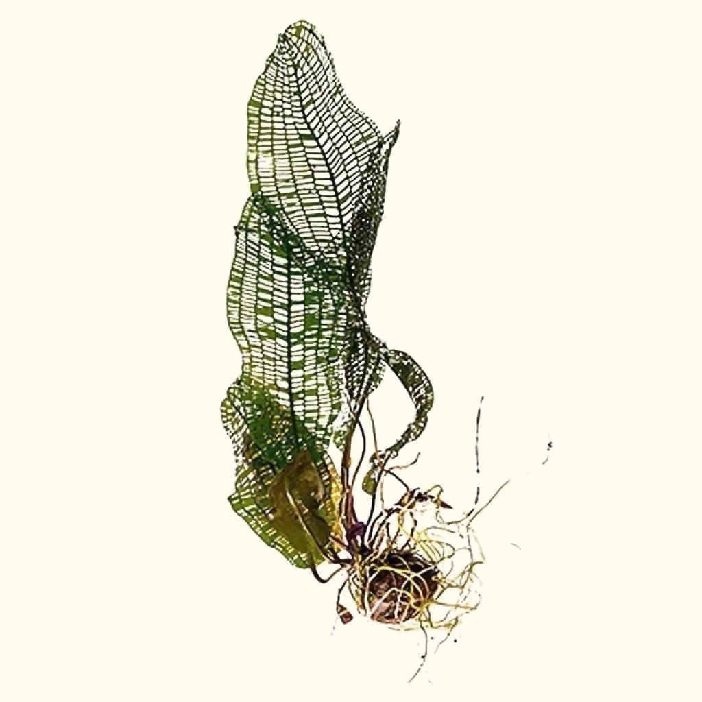 Madagascar Lace Plant - Nestor' Aquariums & Pets