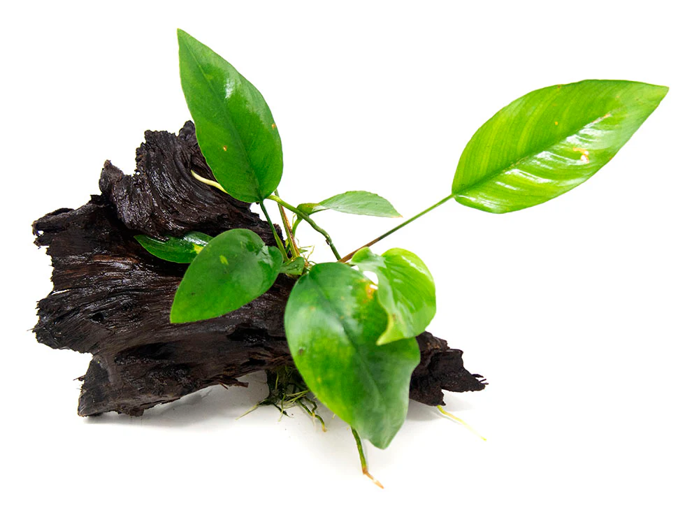 Anubias Frazeri on 6+ inch Driftwood - Nestor' Aquariums & Pets