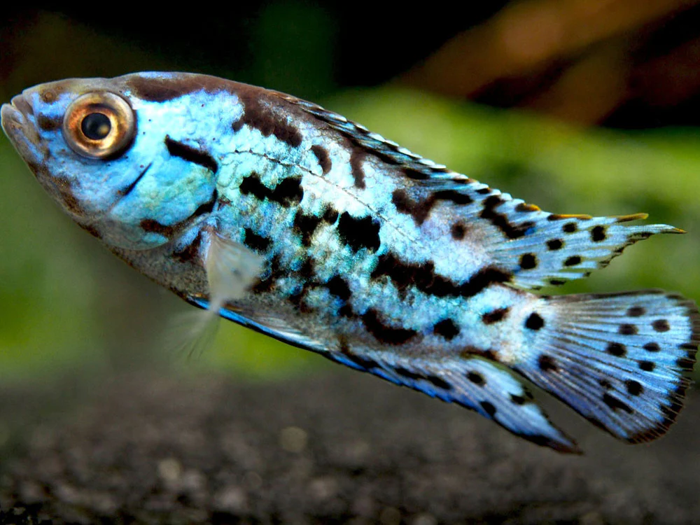 Electric Blue AKA Powder Blue Jack Dempsey Cichlid (Rocio octofasciata 